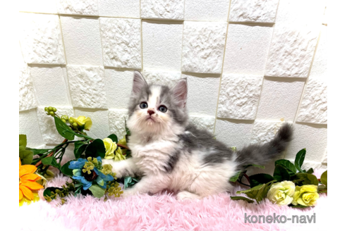 成約済の埼玉県のスコティッシュフォールド-61306の4枚目